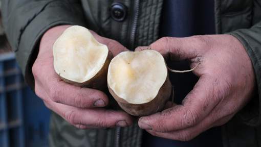 La poire de terre, le Yacon, arrive en Belgique