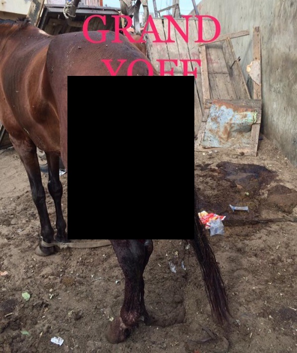 Maraboutage: les intestins de ce cheval arrachés à Grand Yoff