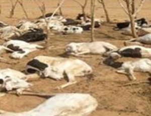 Ranch de Dolly : Malgré les 6354 carcasses d'animaux recensées, le bétail continue de mourir