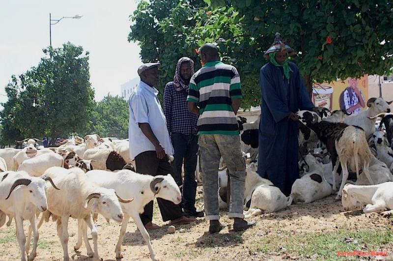 Tabaski: des faux billets remis aux vendeurs de moutons…