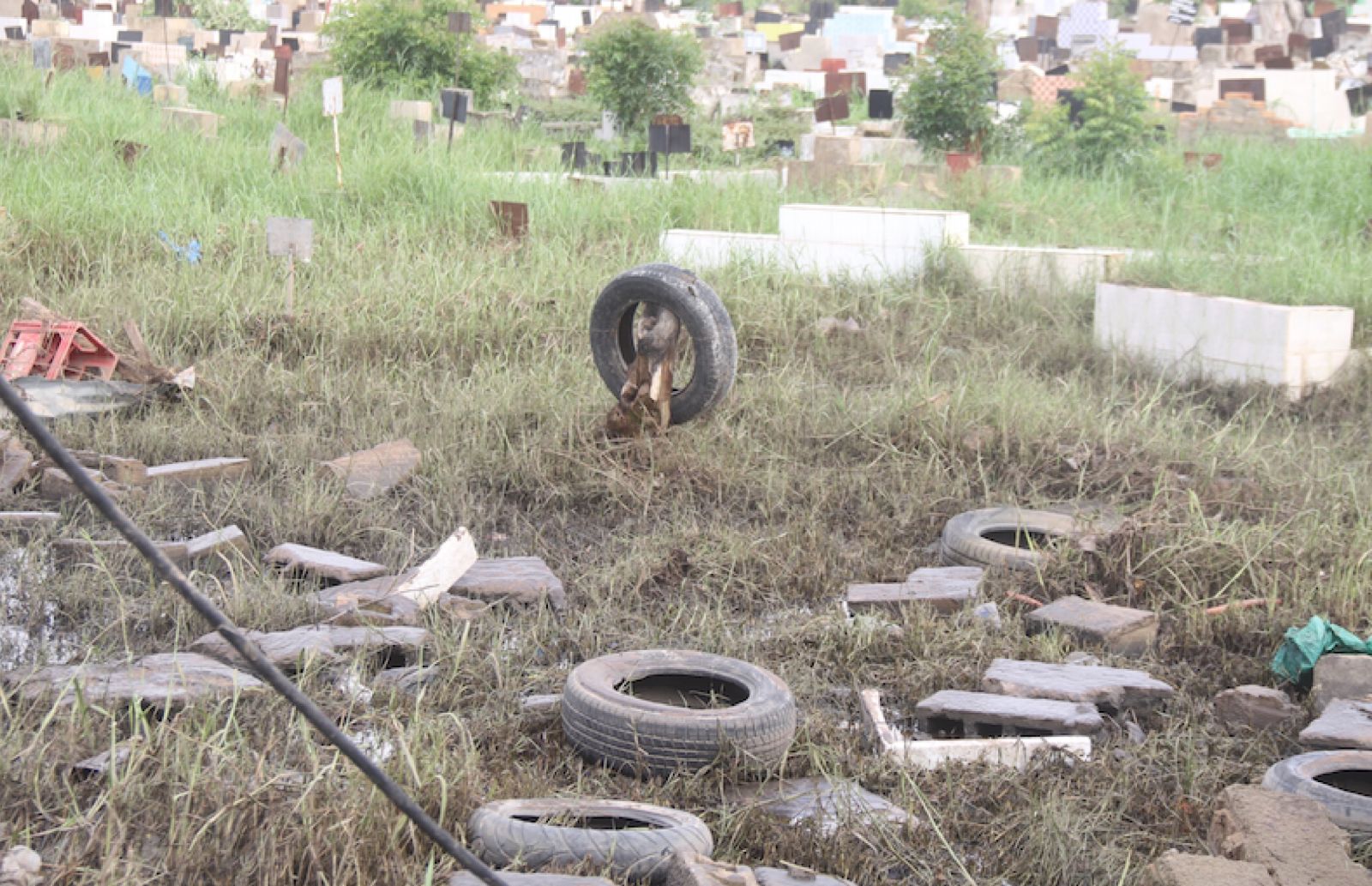 Inondations : Retour au cimetière de Pikine