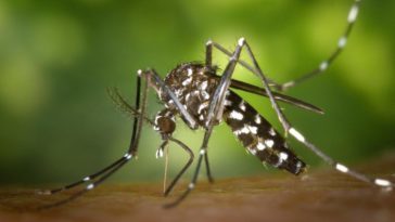 Le Sénégal vient d'enregistrer pour la première fois la dengue de type 3.