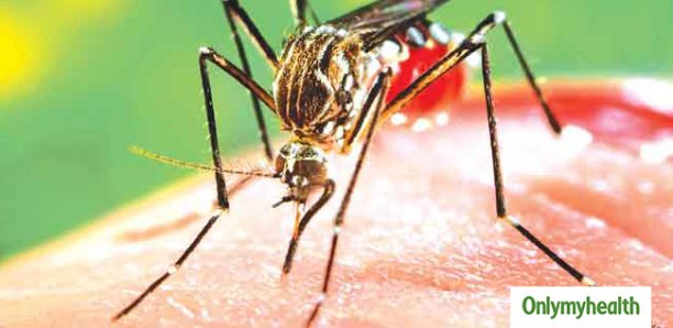Dengue à Fatick : Le ministère de la Santé rassure