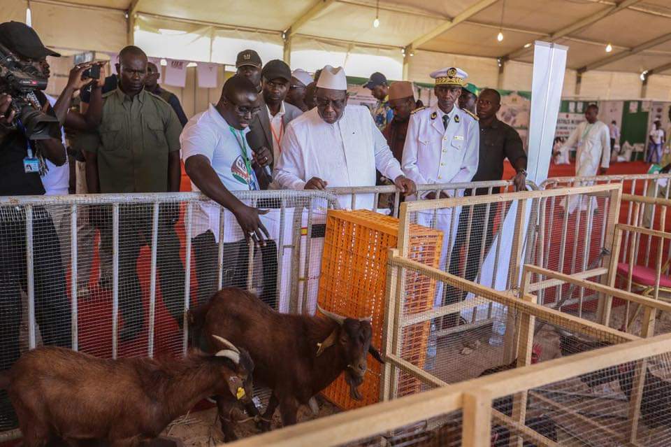 LE PRÉSIDENT SALL PROMET UN SOUTIEN ACCRU À L’ÉLEVAGE