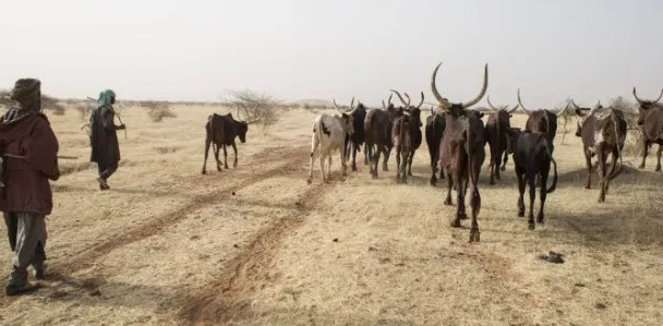 Au Sahel, les pasteurs s’aident de satellites pour rechercher de l’eau