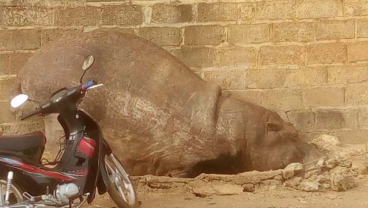 Kédougou : Un hippopotame sème la terreur avant d’être tué