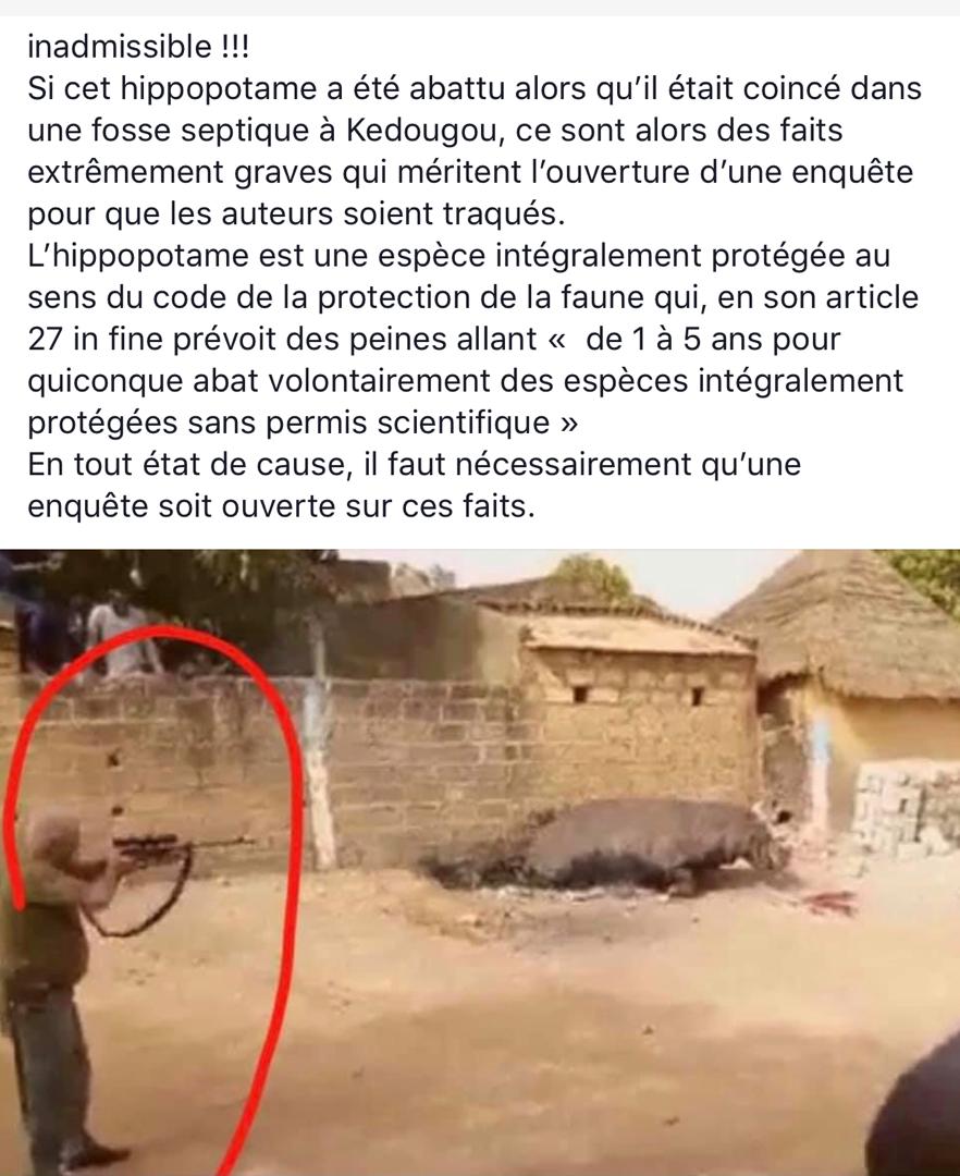 Cas de l'hippopotame abattu- Me Bamba Cissé : "C'est inadmissible !"