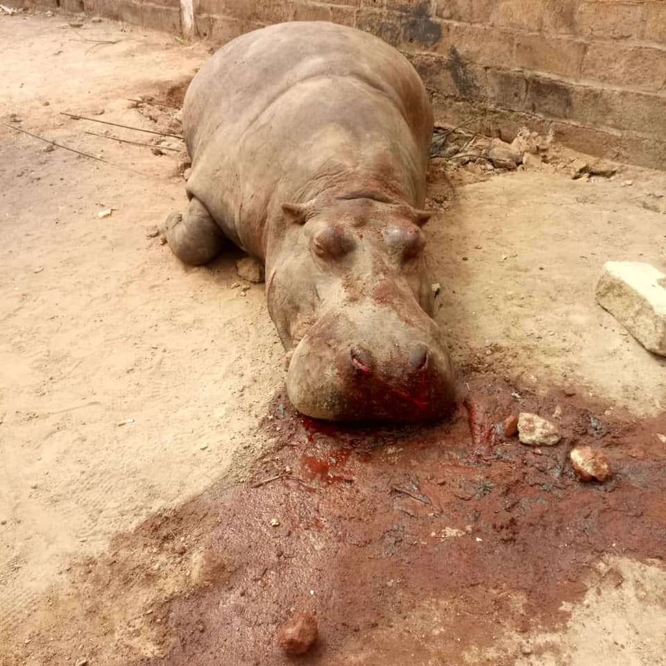 Kédougou : L'hippopotame tué avait reçu 13 balles