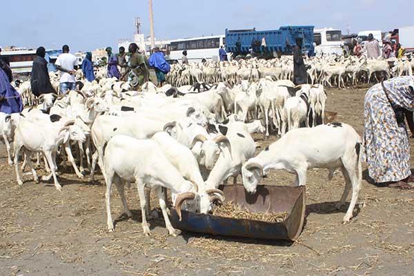 PLUS DE 2000 DE MOUTONS CONVOYÉS À PARTIR DE KANEL (SERVICE DE L’ÉLEVAGE)