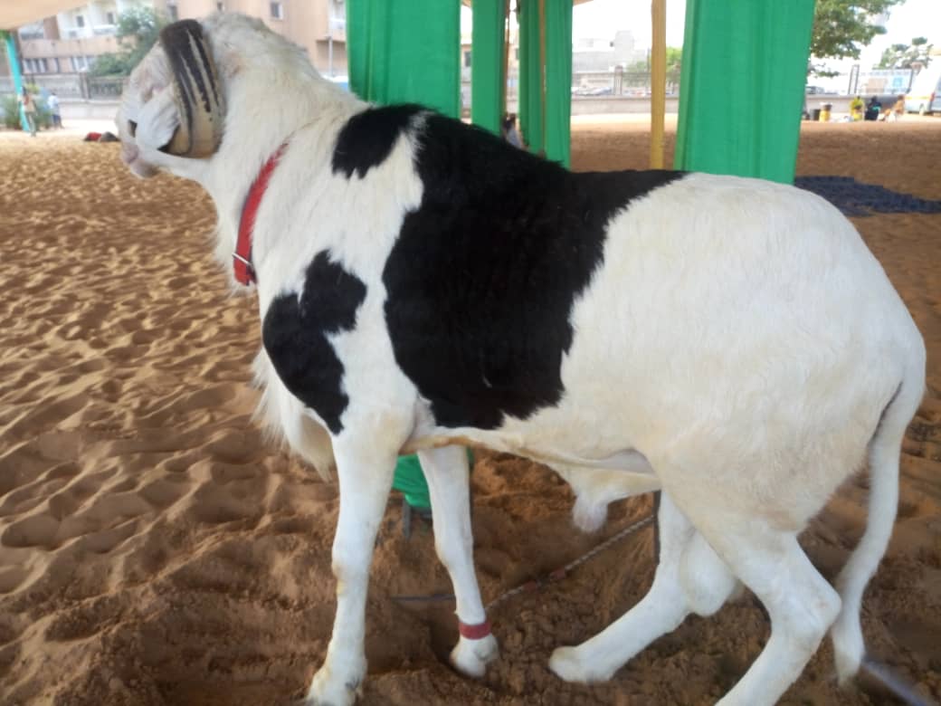   Voici le bélier offert  par le Pr Macky Sall à la grande mosquée Massalikoul Djinane ! 