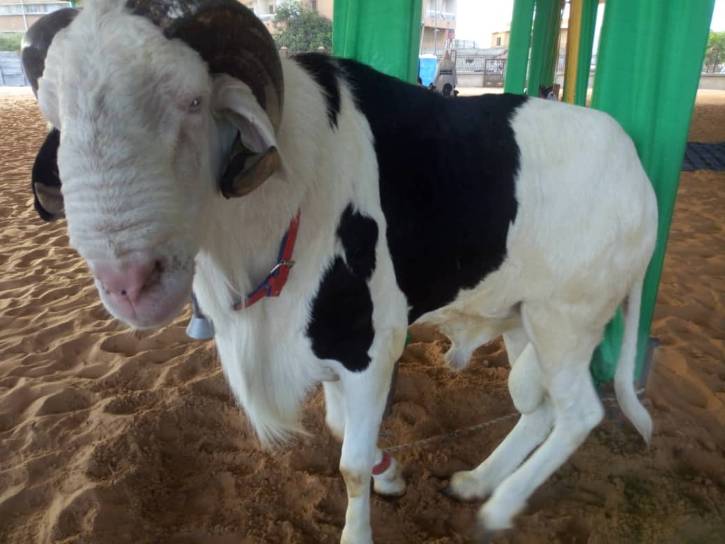   Voici le bélier offert  par le Pr Macky Sall à la grande mosquée Massalikoul Djinane ! 