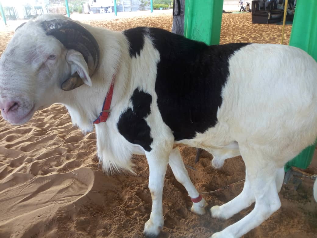   Voici le bélier offert  par le Pr Macky Sall à la grande mosquée Massalikoul Djinane ! 