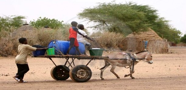 Linguère : Une fille de 12 ans meurt écrasée par un fût d’eau tombé d'une charrette Linguère : Une fille de 12 ans meurt écrasée par un fût d’eau tombé d'une charrette