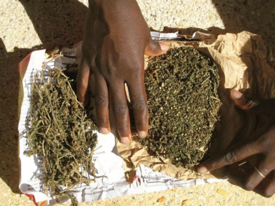 Saisie de 300 kg de chanvre indien à la gare routière des baux maraichers dans un bus en provenance du Mali