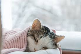 Coronavirus: un chat testé positif au Covid-19 en France