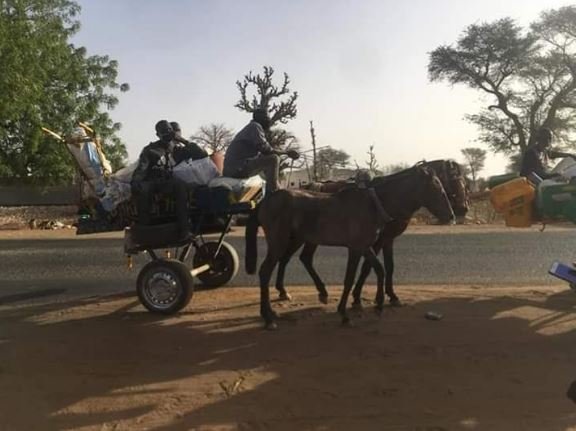 [Photos] Korité: 5 charrettes venant de Dakar interceptées à Diourbel