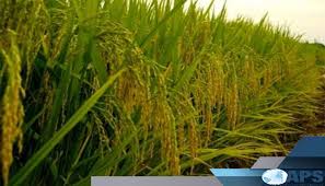 SAINT-LOUIS : PLUS DE 54 000 HECTARES EMBLAVÉS EN CONTRE-SAISON CHAUDE (DRDR)