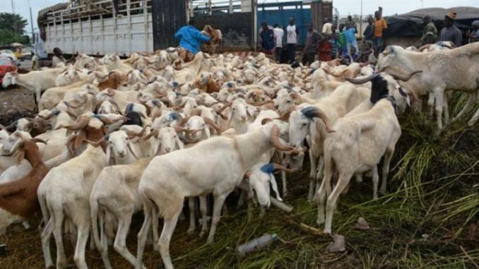 TABASKI : DIOURBEL SERA BIEN APPROVISIONNÉE EN MOUTONS (OFFICIEL)