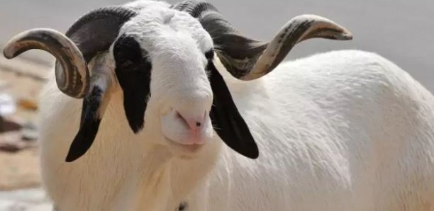 Cheikh Oumar Sy: "Aux États-Unis, nous achetions le mouton le plus cher à 120 000 FCfa" Cheikh Oumar Sy: "Aux États-Unis, nous achetions le mouton le plus cher à 120 000 FCfa"