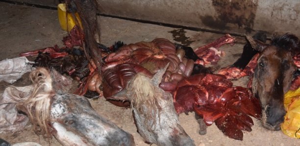 Abattage clandestin : Une importante quantité de viande de cheval retrouvée dans le frigo du boucher Tidiane Ndiaye
