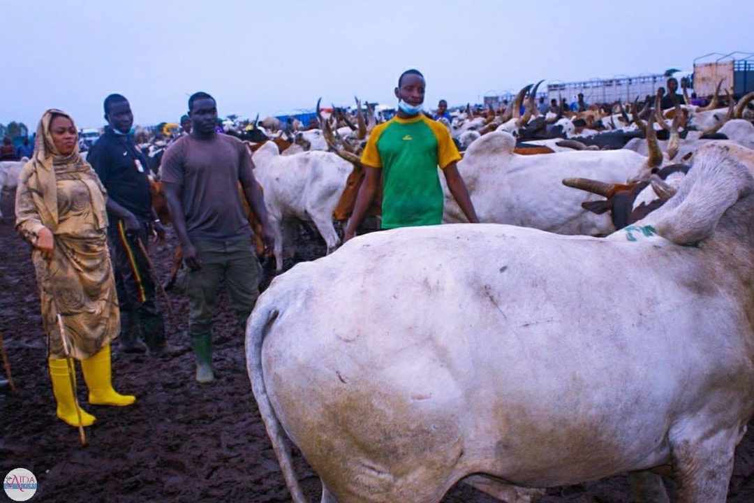 Malgré la décision du khalif, Sokhna Aïda Diallo continue d'acheter des boeufs et chameaux au Mali (images)