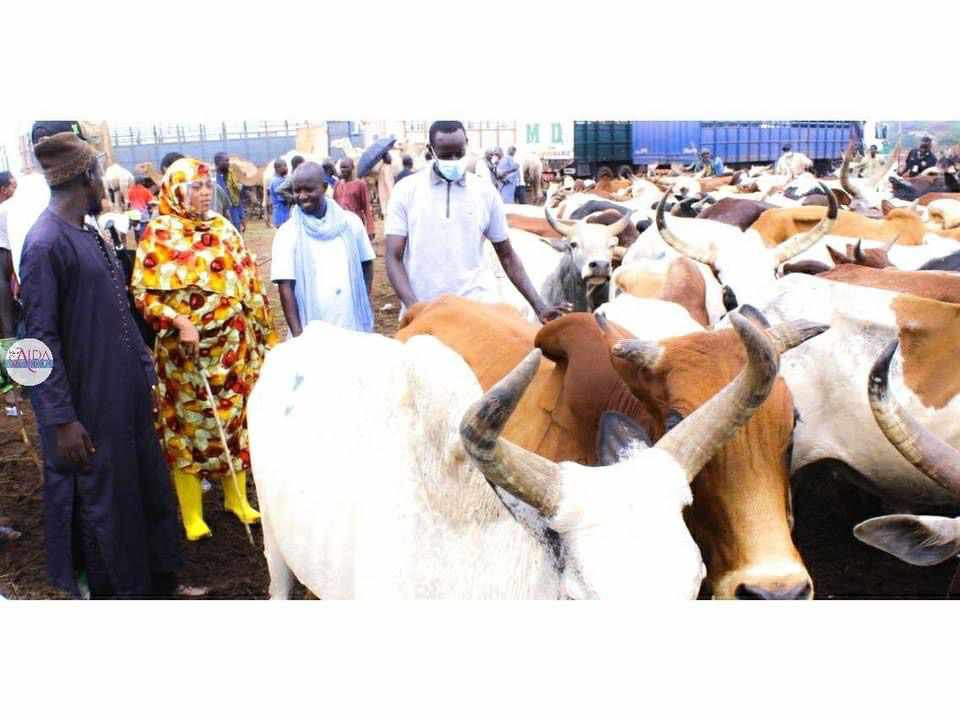 Malgré la décision du khalif, Sokhna Aïda Diallo continue d'acheter des boeufs et chameaux au Mali (images)