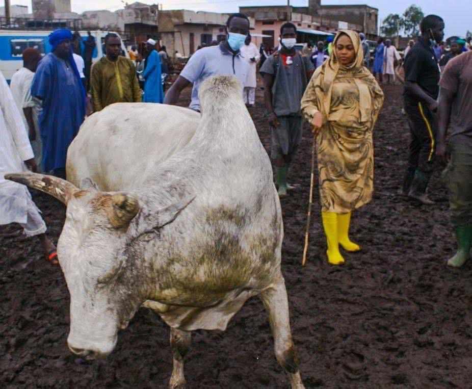 Malgré la décision du khalif, Sokhna Aïda Diallo continue d'acheter des boeufs et chameaux au Mali (images)