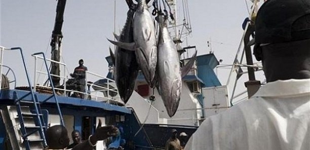 Accord Sénégal-Ue : Le thon vendu à 30 euros le kg en Europe et jusqu’à 2,7 millions d’euros aux enchères à Tokyo