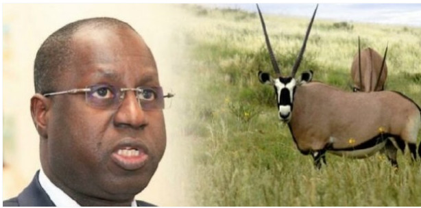 Assemblée nationale/Transfert des gazelles oryx : Le Ministre de l'environnement Abdou Karim Sall donne des détails