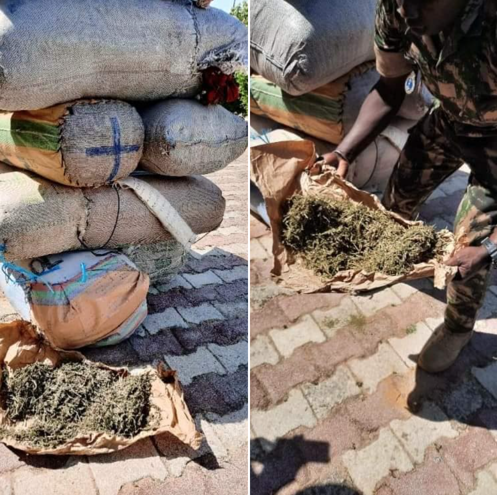 COMPAGNIE DE FATICK/TRAFIC DE CHANVRE INDIEN: La gendarmerie saisit 263 kilos sur deux charrettes