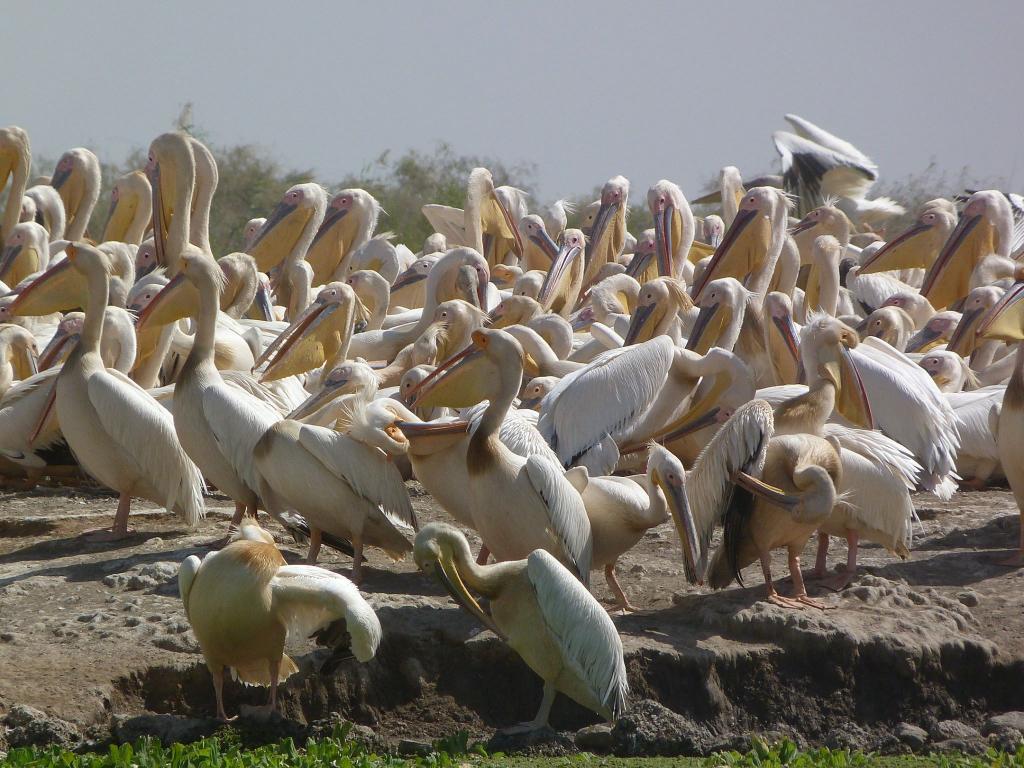 Mort étrange de 750 pélicans au parc de Djoudj