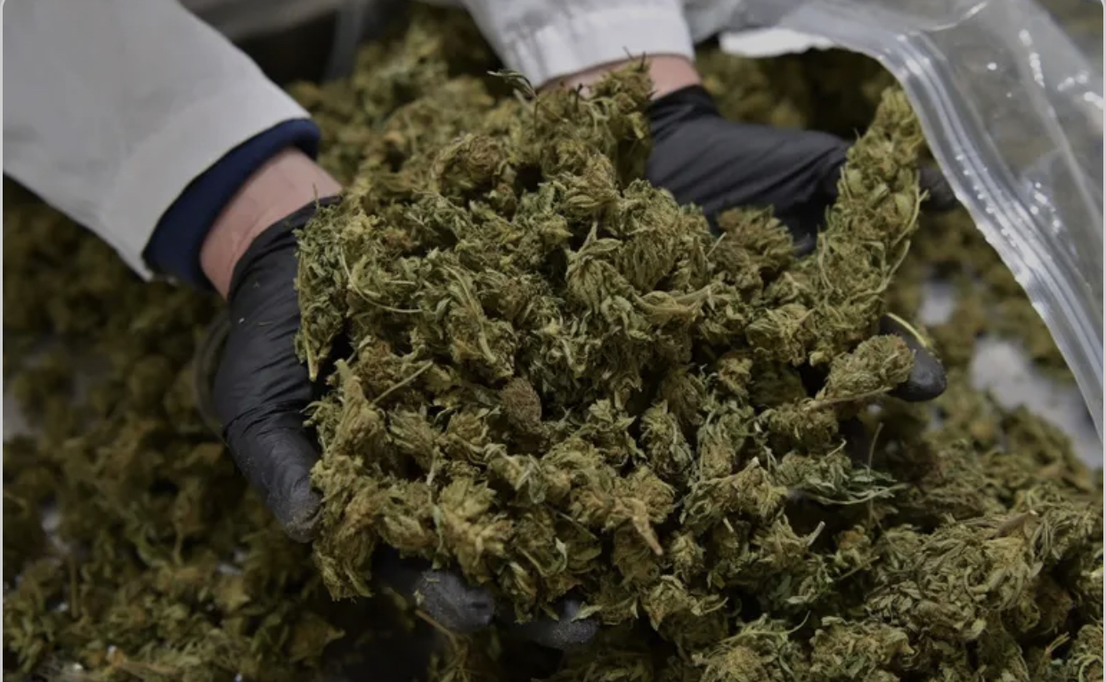 Plus de 20 tonnes saisies entre mars et mai 2021: l’Afrique de l’Ouest ivre de résine de cannabis.