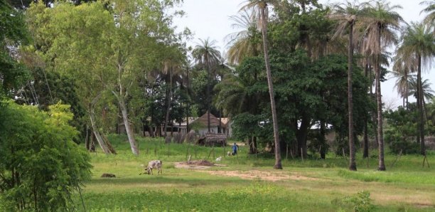 Les populations de Bignona demandent le déclassement de la forêt des Kalounayes