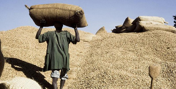 Campagne arachidière : Déjà 5 milliards de francs Cfa d’impayés aux paysans