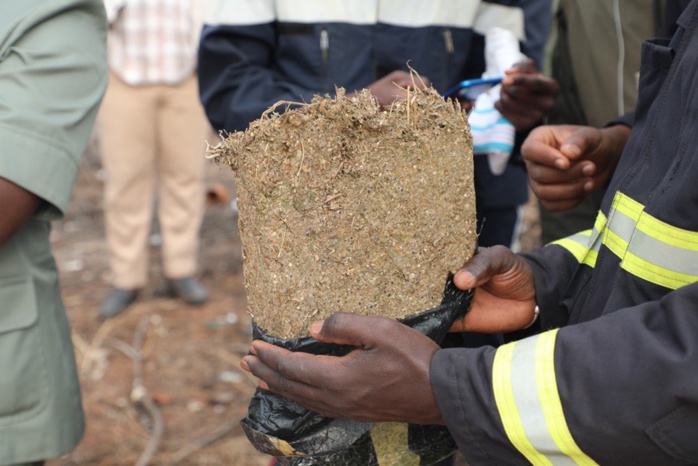 Trafic international de drogue en Casamance : Lamine Diémé tombe avec 160 kilos de chanvre indien.