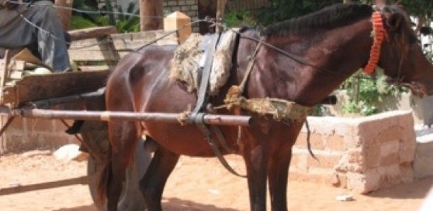 Insolite à Kaël: La gendarmerie alpague le larron Souka Ka qui avait soustrait le cheval d'un voleur