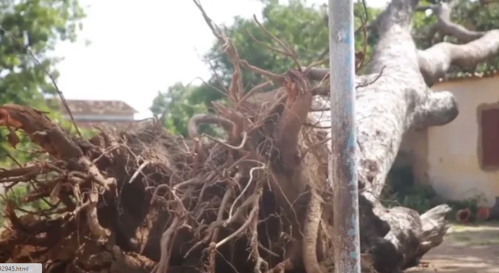 Keur Saloum Diané: Une adolescente tuée par la chute d'une branche d'arbre