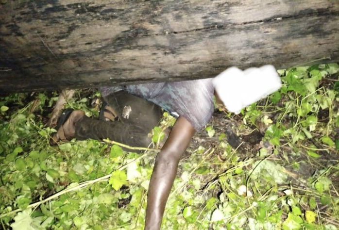 KOLDA : un arbre tombe et tue un homme à Sinthiang Nfally.
