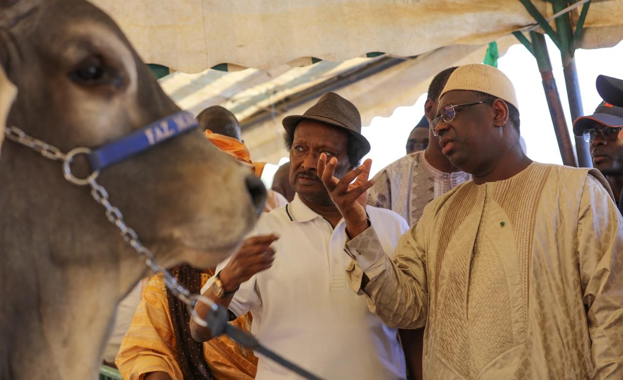 Tamba: Arrivée du Président de la Répulique, Macky Sall à la cérémonie de la journée de l'élevage