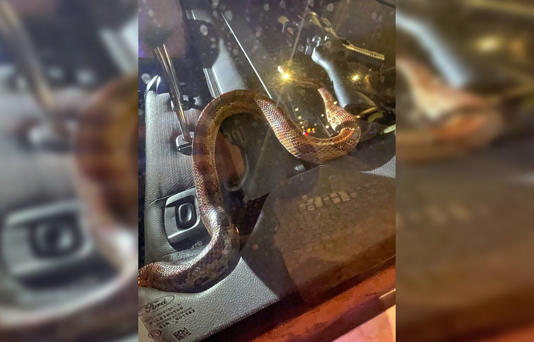 Amiens : L’automobiliste ivre jette un serpent sur les policiers pour échapper à un contrôle