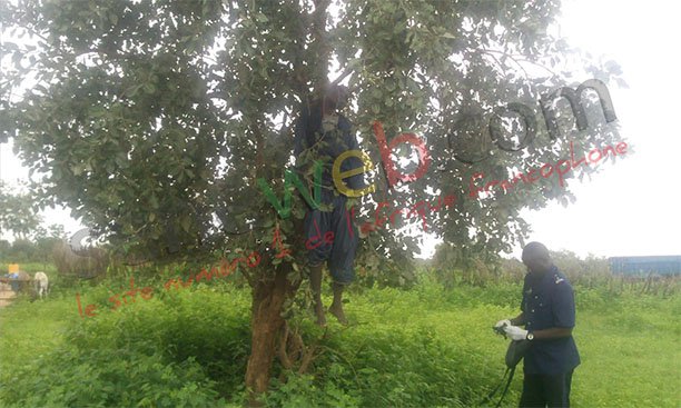Goudiry : Un homme retrouvé pendu à un arbre (photo)
