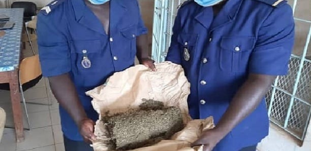 Podor : Un réseau de trafiquants de drogue démantelé par la gendarmerie de Ndioum