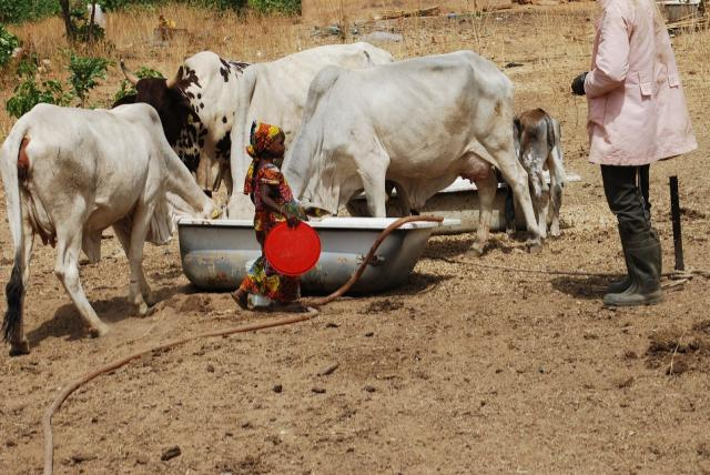 Le vol de bétail fait perdre au Sénégal 2 milliards CFA par an