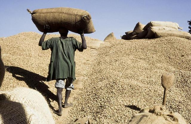 Saisie de 34 tonnes d’arachides à Mbour : Deux opérateurs dans le viseur