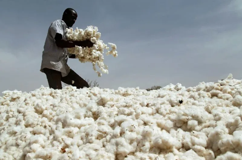 Filière coton : Le Sénégal vise une production record de 25 000 tonnes en 2025