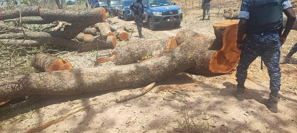 Opération forêt propre : 6 arrestations et des centaines de troncs saisis à Kolda