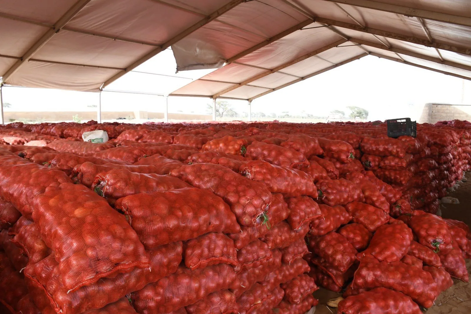 Sénégal : suspension temporaire des ventes d’oignons et de pommes de terre issues de l’agrobusiness