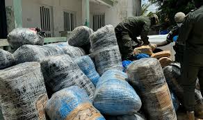 Saisie record de 4.000 tonnes de chanvre indien