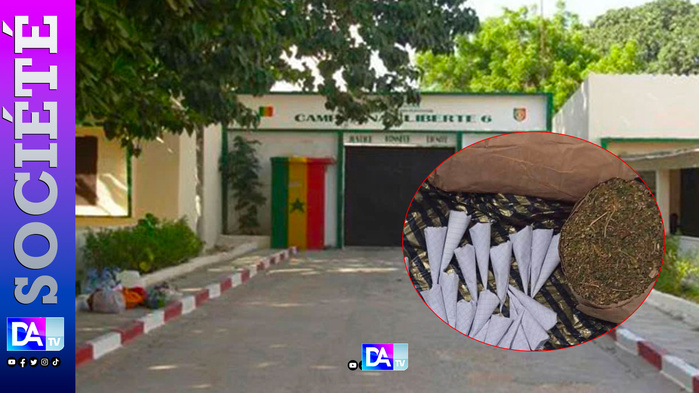 Camp pénal : Le “baron du chanvre” dirigeait son cartel depuis sa cellule – Révélations sur un trafic XXL orchestré par Maodo Malick Diop