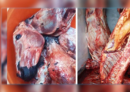 Alerte : 35 tonnes de viande d'âne en circulation Alerte : 35 tonnes de viande d'âne en circulation